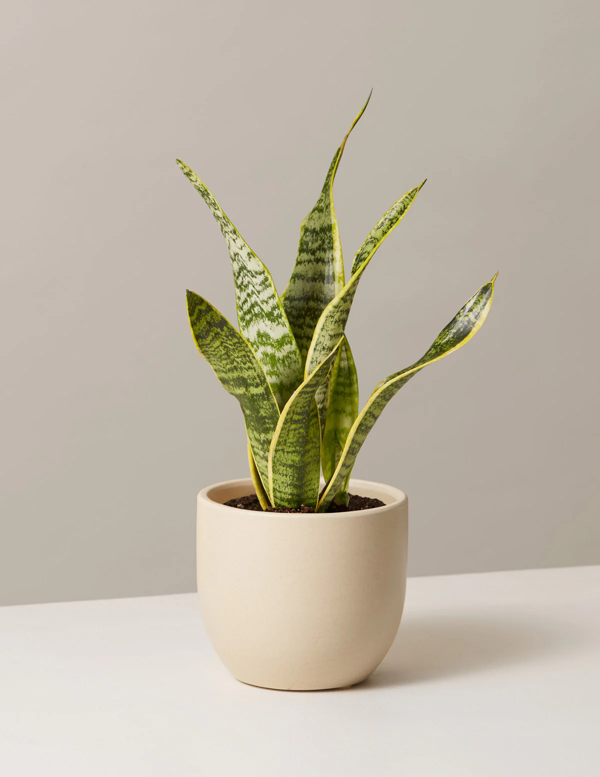Image of Snake Plant Laurentii