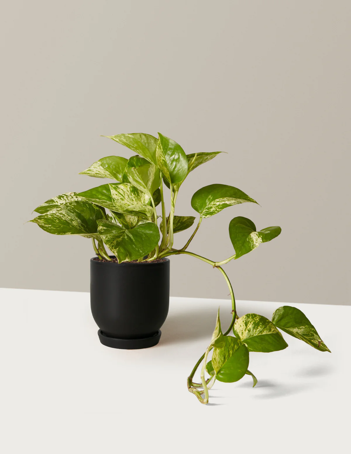 Image of Pothos Marble Queen