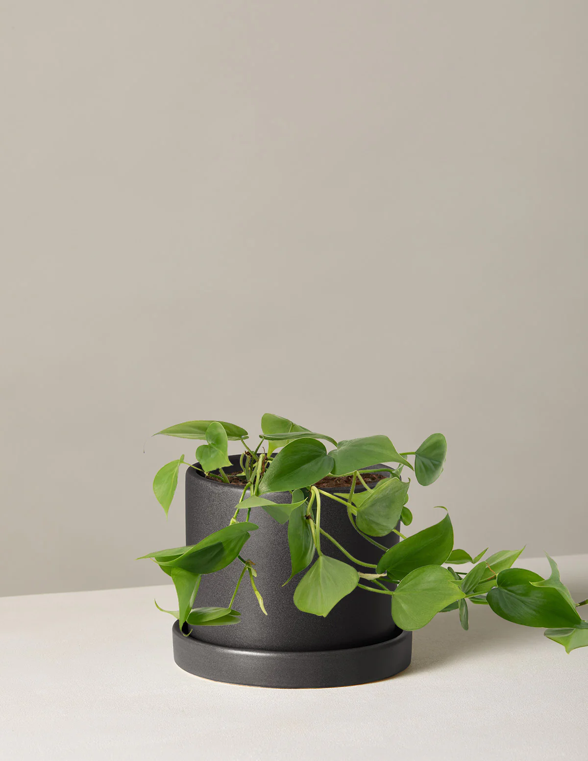 Image of Heartleaf Philodendron