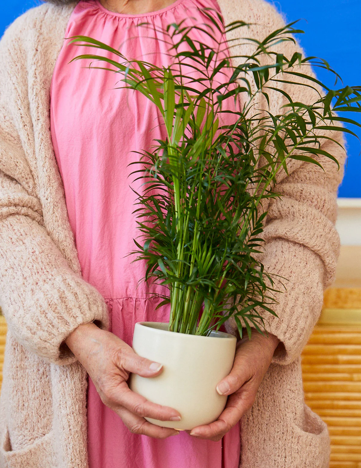 Image of Parlor Palm