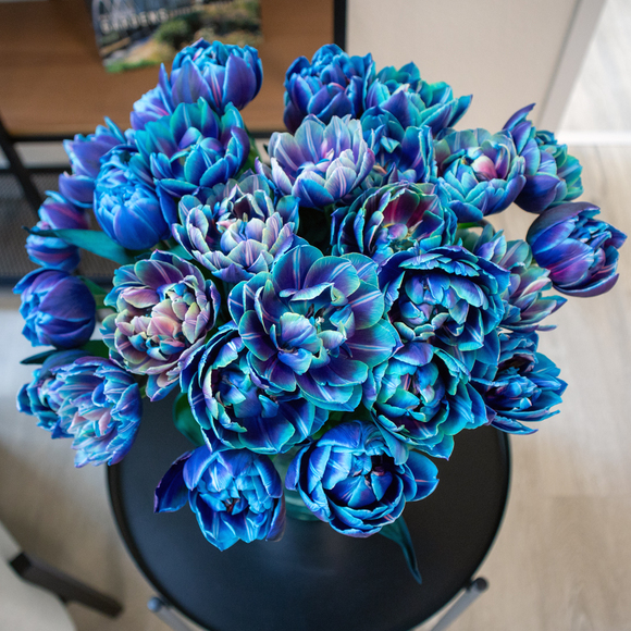 15 gefüllte blaue Tulpen - Double Bubble Tulpen