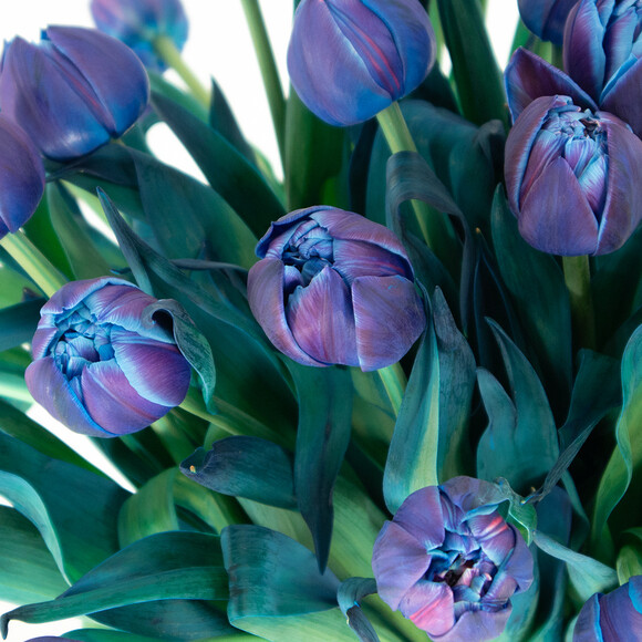 15 gefüllte blaue Tulpen - Double Bubble Tulpen