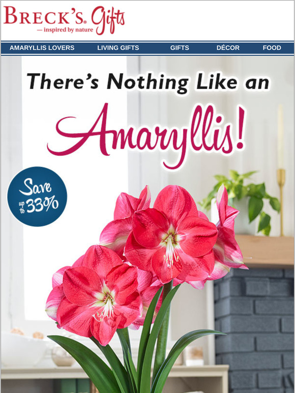 Spring amaryllis gift clearance: Save up to 33%