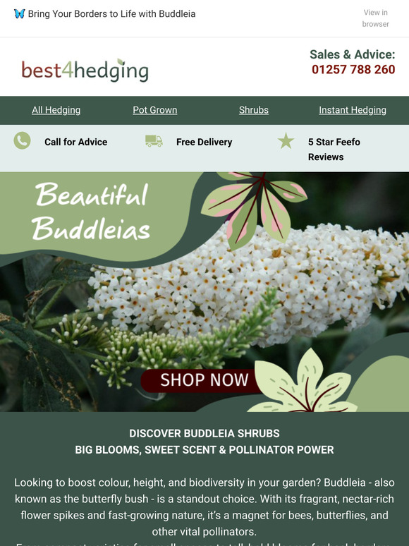🦋 Buddleia: The Ultimate Pollinator Magnet