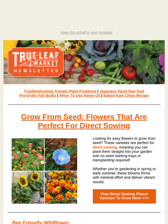Direct Sow Your Way to a Vibrant Summer Garden 🌸 | TLM Newsletter