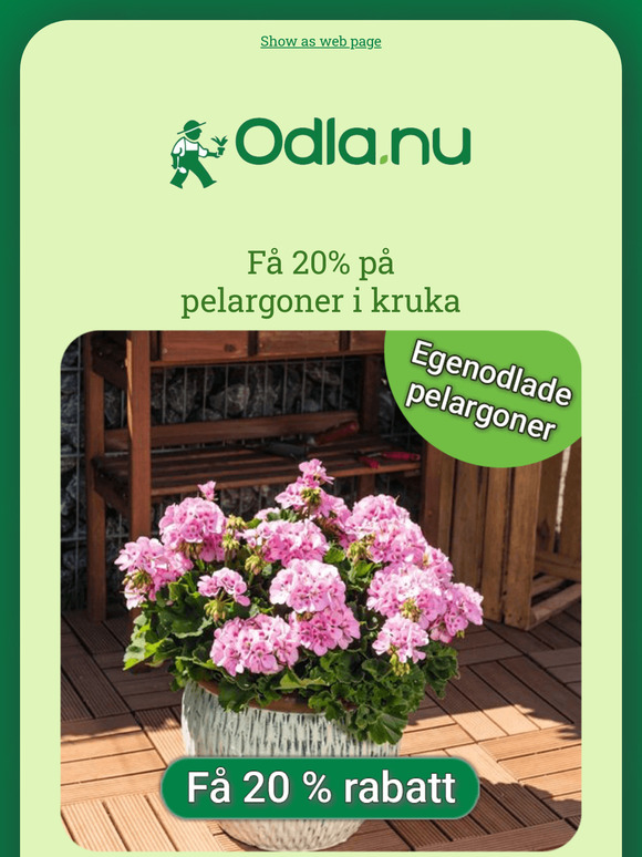 Rabatt på pelargoner i kruka 😍