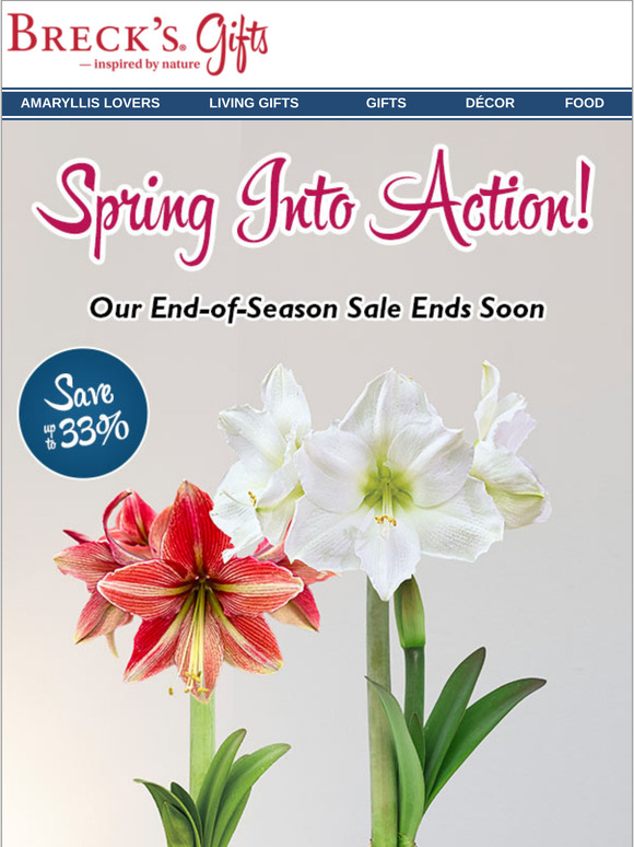 Spring amaryllis savings...while they last!