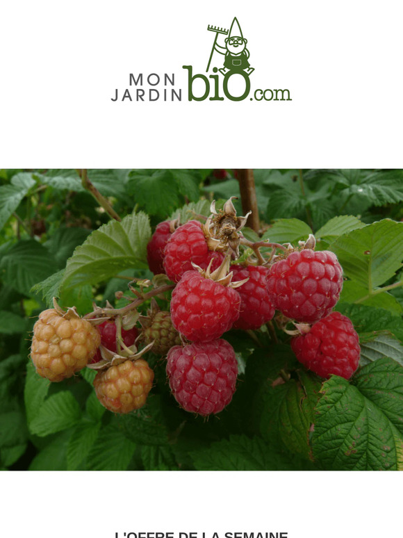 -15% sur nos petits fruits & fraisiers bio cultivés en 🇫🇷
