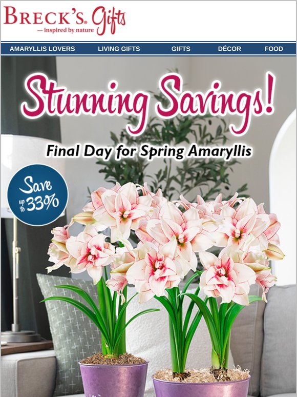Last day for spring amaryllis! Save up to 33%