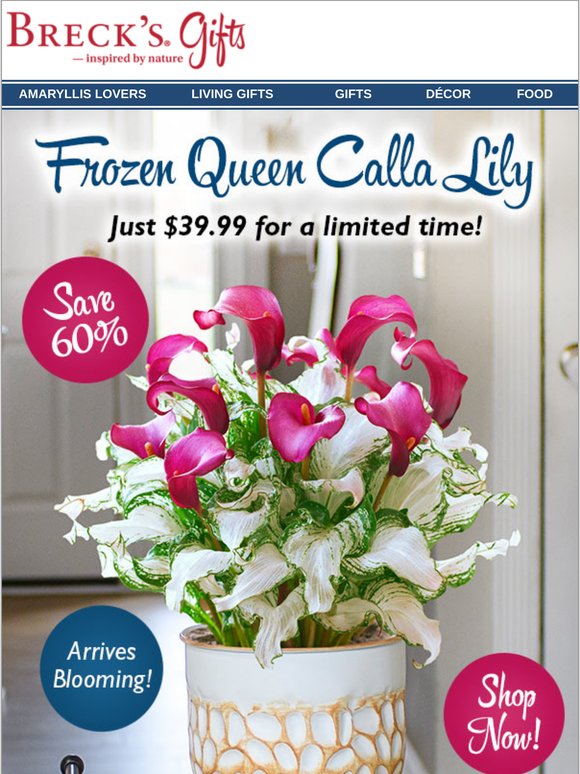 Save 60% on Frozen Queen Calla Lily!