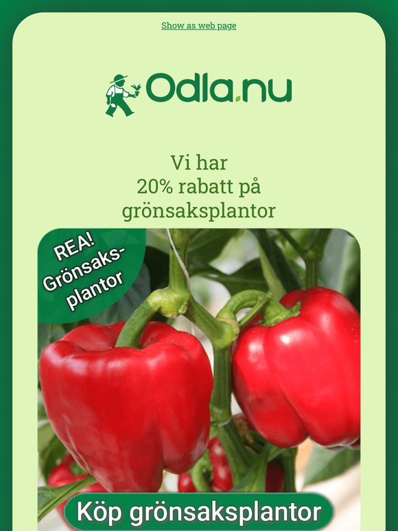 ⚠️ REA ⚠️ Sommarblommor, gr��nsaksplantor & mycket mer