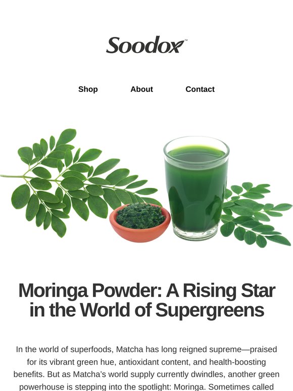 Moringa Powder: A Rising Star in the World of Supergreens