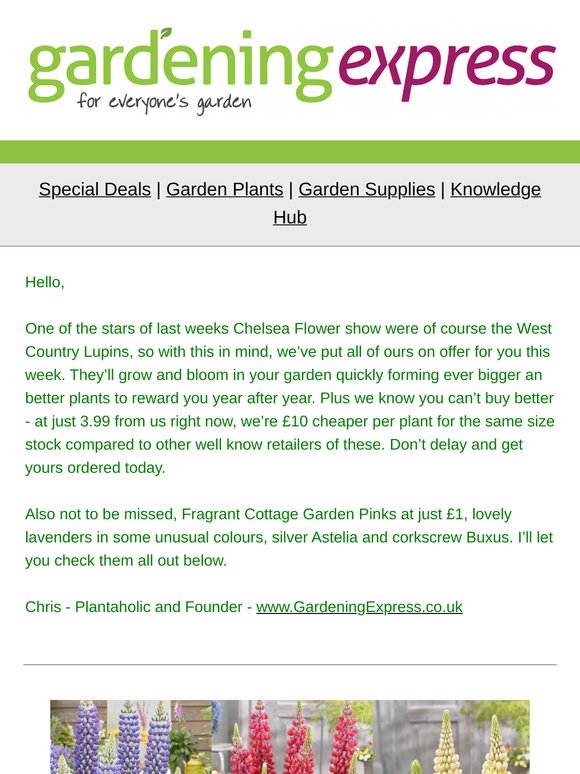West Country Lupins, Dianthus - Just £1, Pink Lavender, Silver Astelia, Boxwood Spiral, White Lavender and much much more