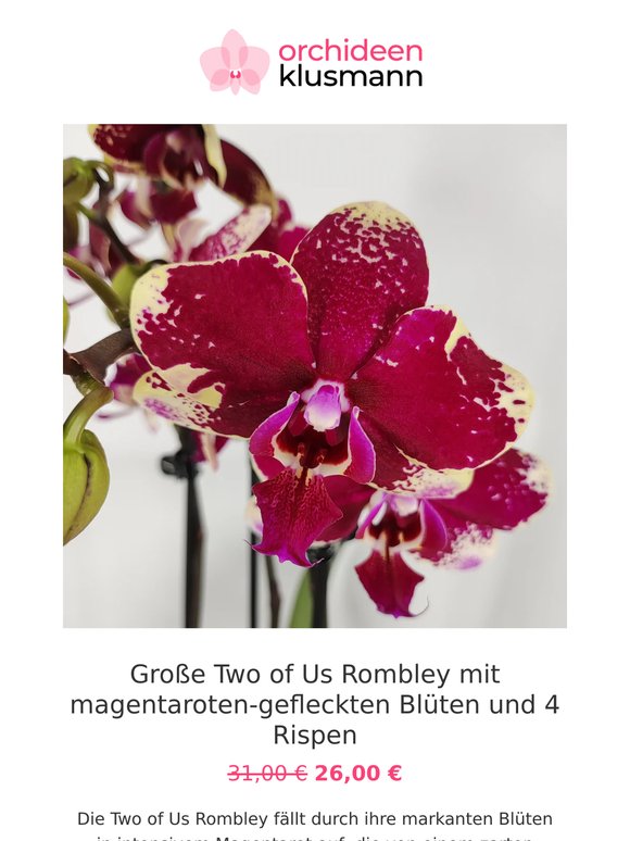 🌸 Für Dich: langlebige Orchideen zum Sparpreis
