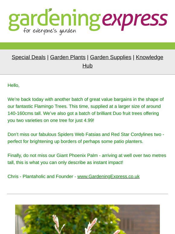 Large Flamingo Tree, Giant XXXL Palm Tree, Spiders Web Fatsia, Red Star Cordylines, Duo Fruit Trees, Dahlias and much much more!