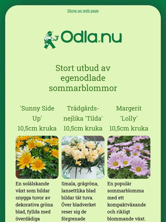 20% rabatt på sommarblommor 👀