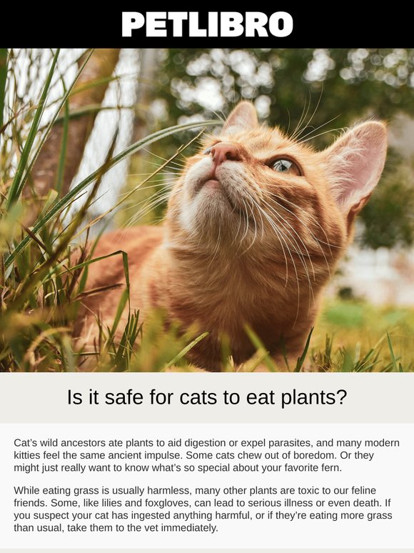 Is it okay for your cat to eat plants?