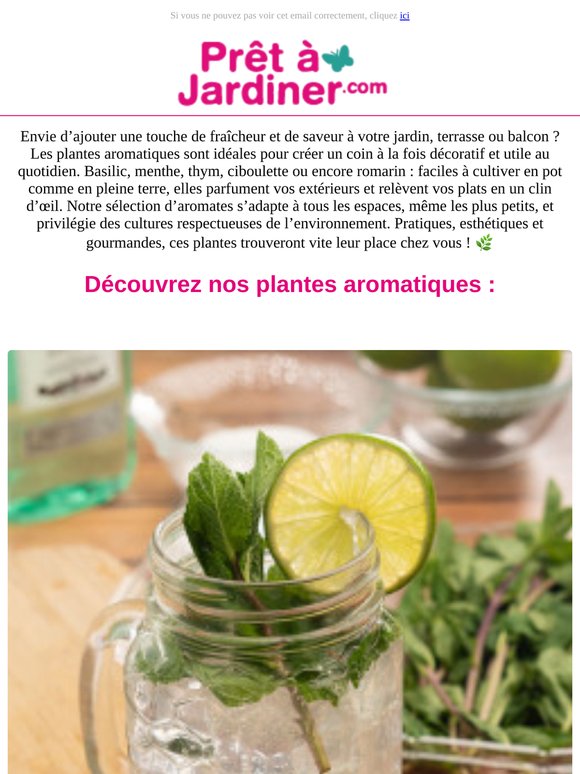 Plantes aromatiques en pot à cultiver en cuisine, sur le balcon ou dans le potager !