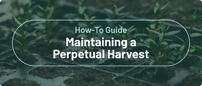 How-To Guide Maintaining a Perpetual Harvest