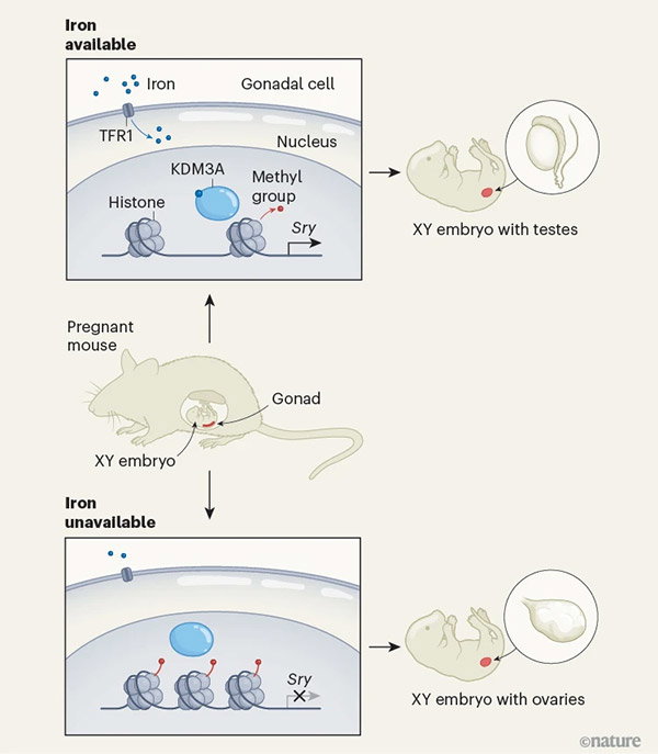 An infographic showing how the activation of a Y-chromosome gene called <i>Sry</i> causes mice with XY chromosomes to grow testes. The gene is activated by an enzyme that requires iron to function. As such, when iron is absent, <i>Sry</i> isn’t activated, and XY mice grow ovaries.