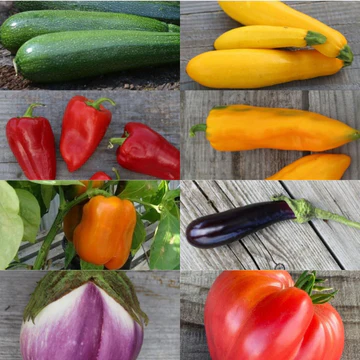 Pack 8 plants potager bio "Ratatouille"