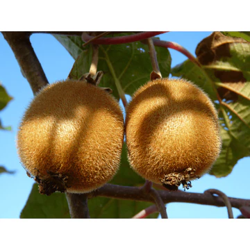 Kiwi Hayward bio femelle pot de 1,5 L