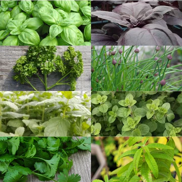 Pack 8 plants potager bio "Jardin aromatique"