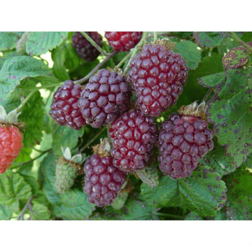 Mûre Tayberry Buckingham bio pot de 1,5 L