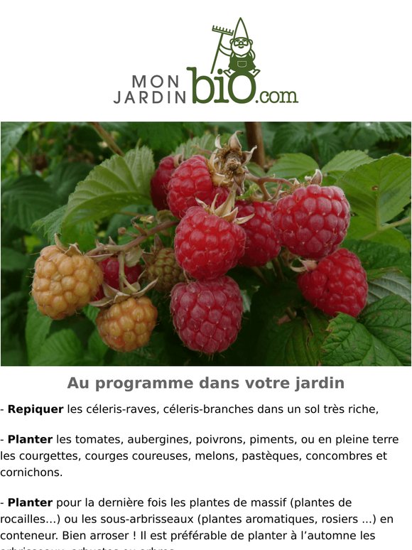 DÉSTOCKAGE -20 % sur nos petits fruits 🫐 et fraisiers bio 🍓