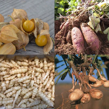 Pack 4 plants potager bio "Voyage Exotique"