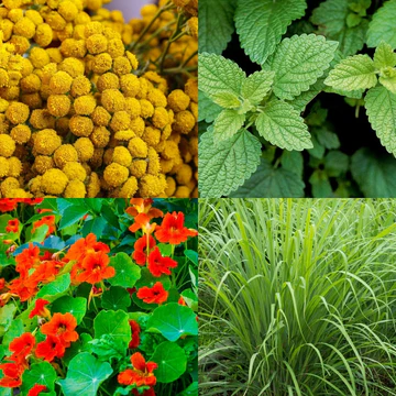 Pack 4 plants potager bio "Répulsif"