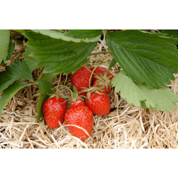 Plant bio Fraisier Gariguette précoce
