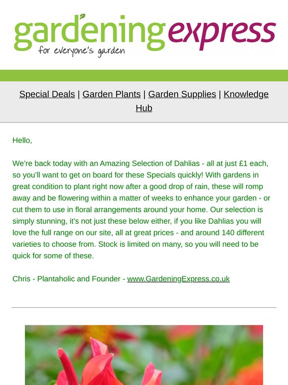 Just £1! Full Selection of Fantastic DAHLIAS - Not to be missed!