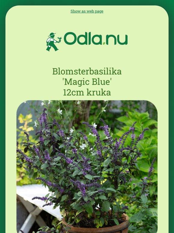 Årets sommarblomma är här 🏅