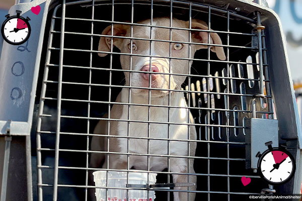 Dog in Crate, Ready for Plane Ride
