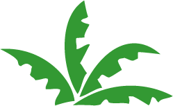 The Rainforest Site Logo