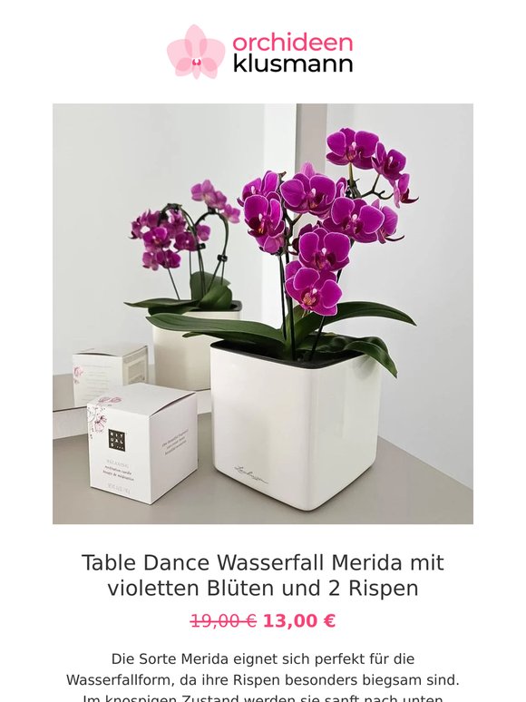 🩷 Deine Lieblings-Orchideen in der Aktion