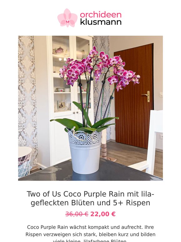 🌸 Prächtige Orchideen zum Sonderpreis!