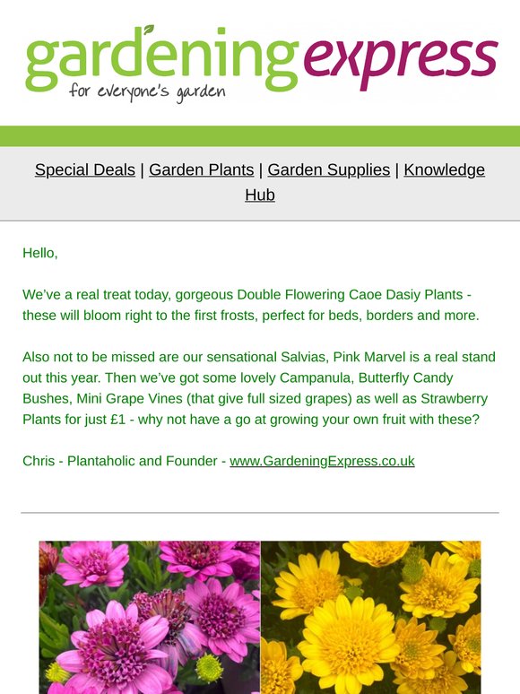 Double Cape Daisy Plants, Strawberries - Just £1, Grape Vines, Salvias, Campanulas and more!