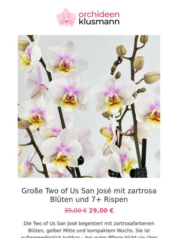 🌸 Für Dich: langlebige Orchideen in der Aktion