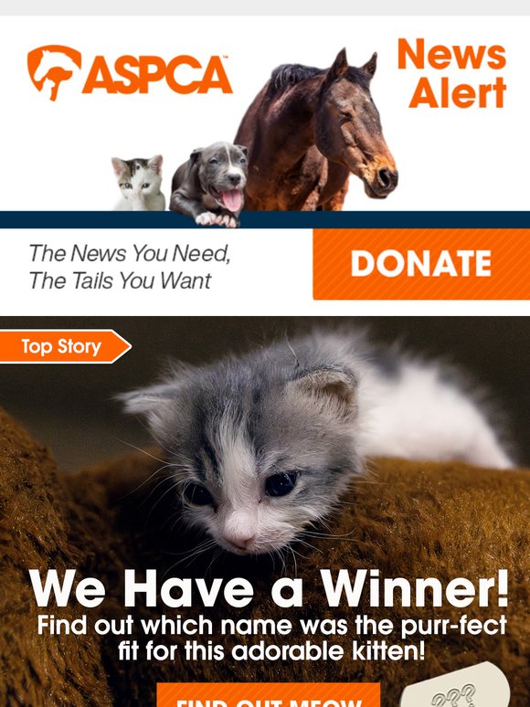 You Named This Kitten – and It’s a Cute One!