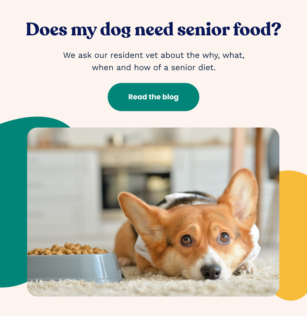 Does my dog need senior food?