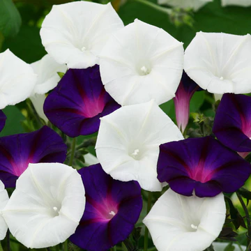 Plant Bio Ipomée