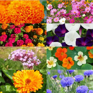 Pack 8 plants bio "Jardin Fleuri"