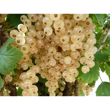Groseillier Blanka bio pot de 1,5 L