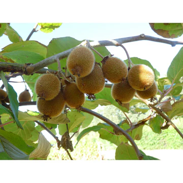 Kiwi Solissimo bio autofertile pot de 1,5 L