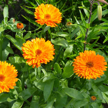 Plant Bio Souci Calendula