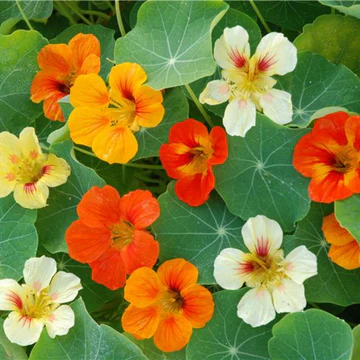 Plant Bio Capucine