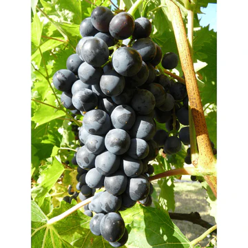 Vigne Muscat Bleu bio pot de 1,5 L
