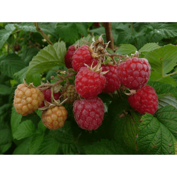 Framboisier Glen Ample bio pot de 1,5 L